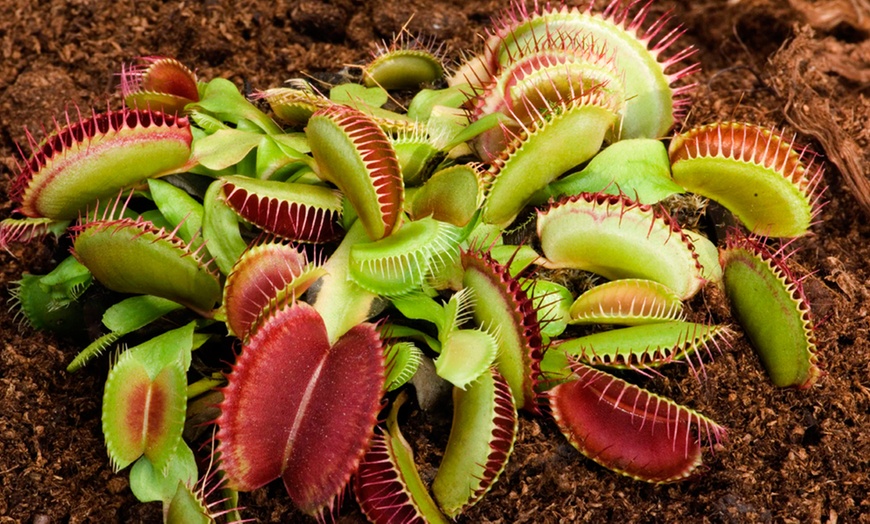 Image 2: Venus Fly Trap Houseplant – 1 or 3 Potted Plants