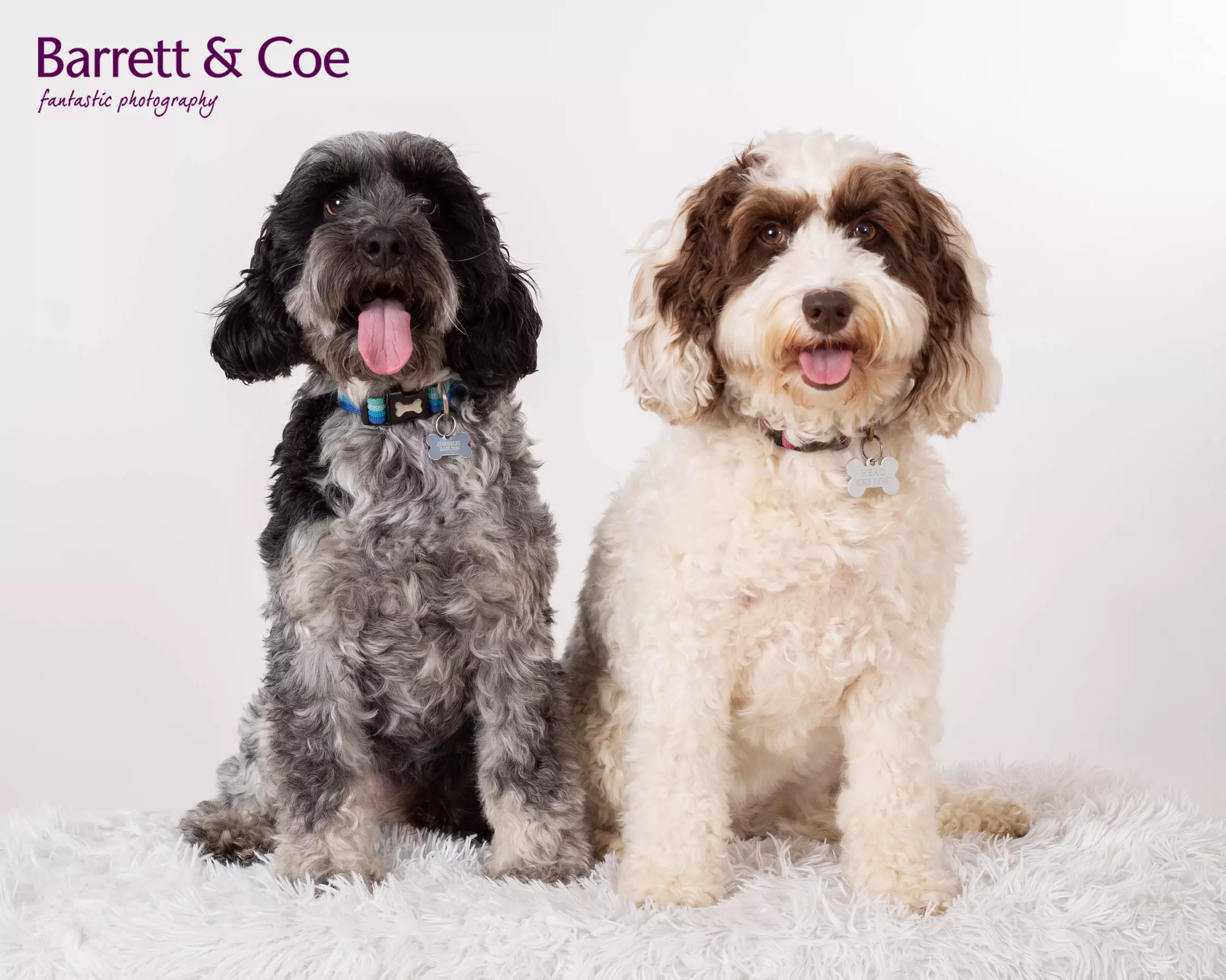 Pet Photoshoot I 8'' x 6'' Print I Barrett & Coe Studios