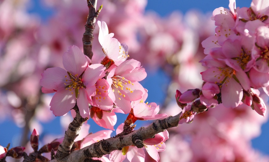 Image 6: Prunus Triloba (amandelboom)