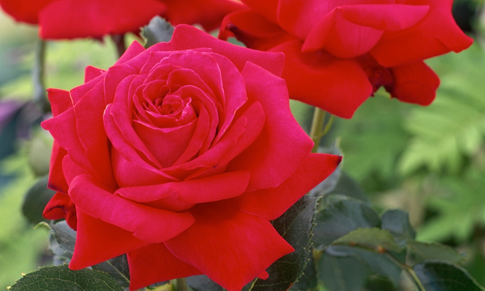 Set de rosales de flores grandes y colores vibrantes