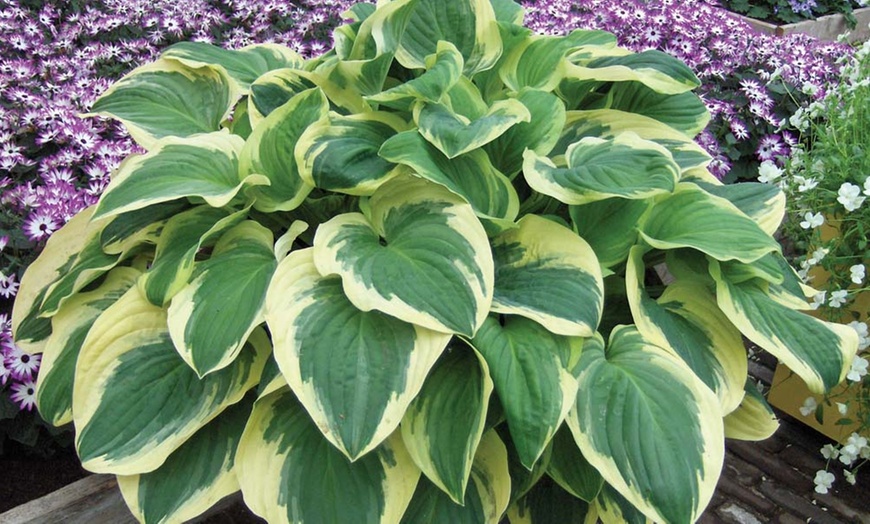 Image 3: Hosta Plant Roots