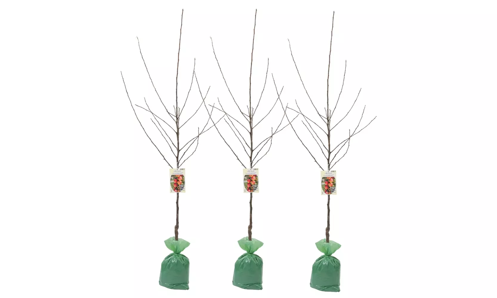 3x oder 5x Set Obstbäume