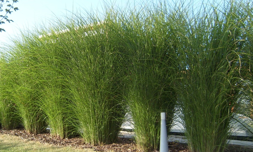 Image 1: Plante "Miscanthus Gracilimus"