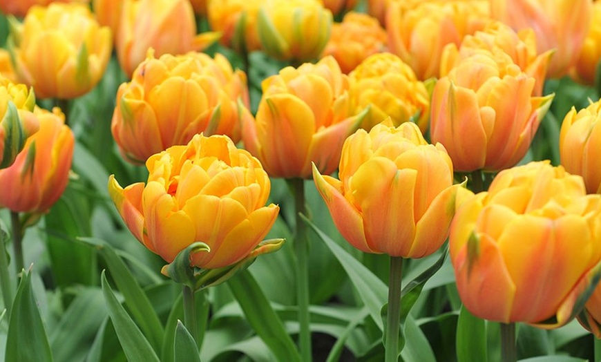 Image 3: Upto 80 Mixed Spring Flowering Tulip Collections Bulbs