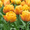 Image 3: Upto 80 Mixed Spring Flowering Tulip Collections Bulbs