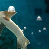 Image 6: Up to 6% Off Interactive Aquarium Admission at Blue Zoo