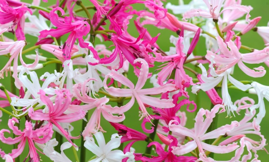 Image 2: Mixed Flowering Bulbs – Anemone Blanda, Nerines & Dutch Iris