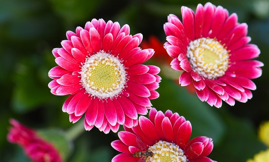 Image 6: Hardy Gerbera 'Cheeky' Potted Plants
