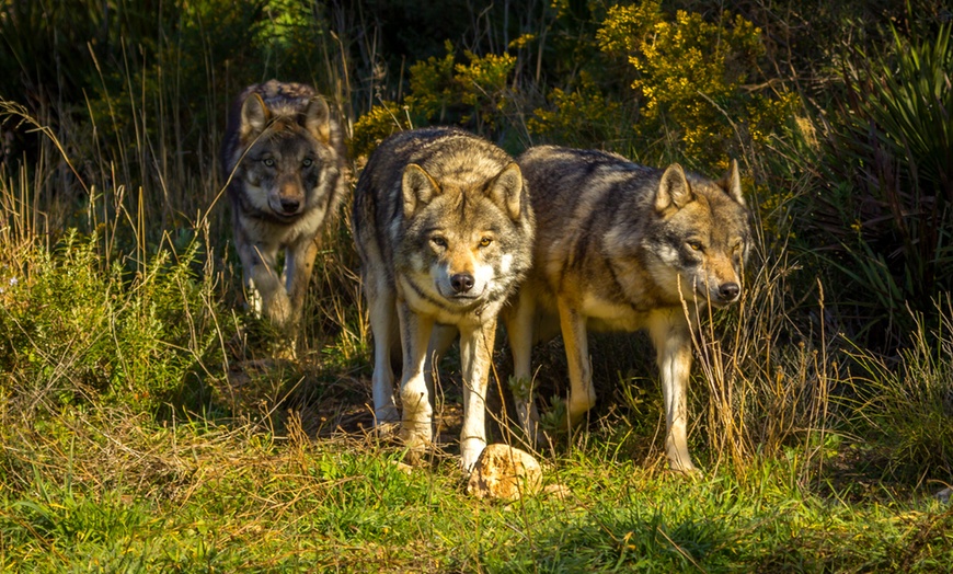 Image 14: Entrada al Lobo Park Antequera con guía experto y vistas a El Torcal