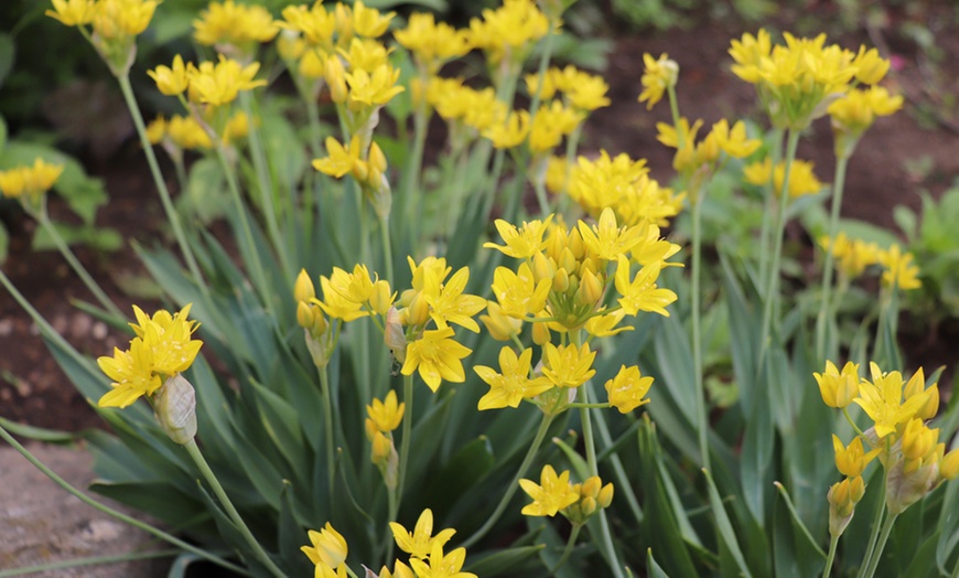 Image 8: 100 Allium Bulb Collection
