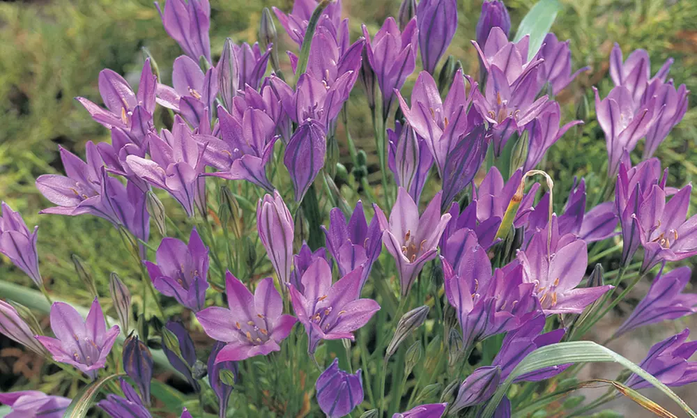 100 200 or 300 Summer Flowering Bulb Collection