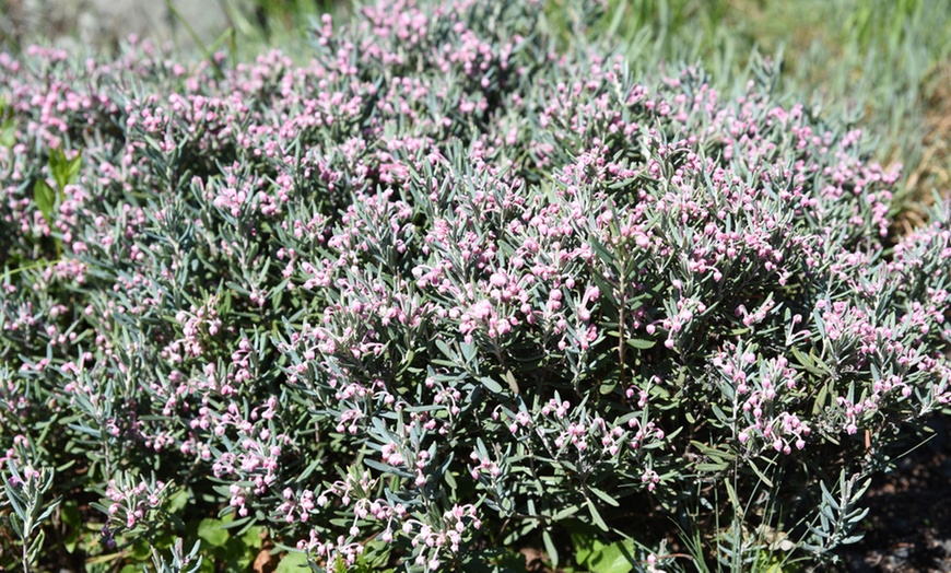 Image 3: XL ‘Blue Ice’ Bog Rosemary Shrub