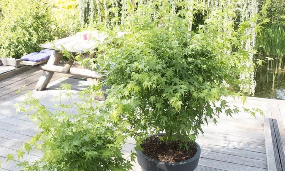 4er-Set Japanische Ahorne