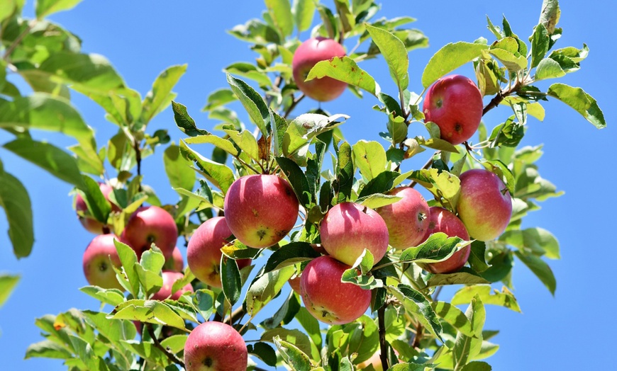 Image 9: Juego de 3 husos de frutales variados de calidad AA