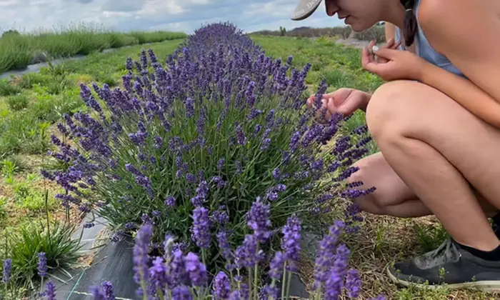 Experience the Lavender Festival – Family Fun, Live Music, and Scenic Rides (Up to 38% Off) At Maple Lawn Farm