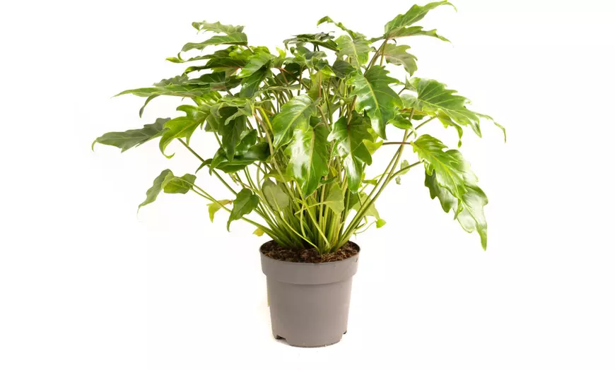 Image 5: Philodendron Xanadu Large kamerplant