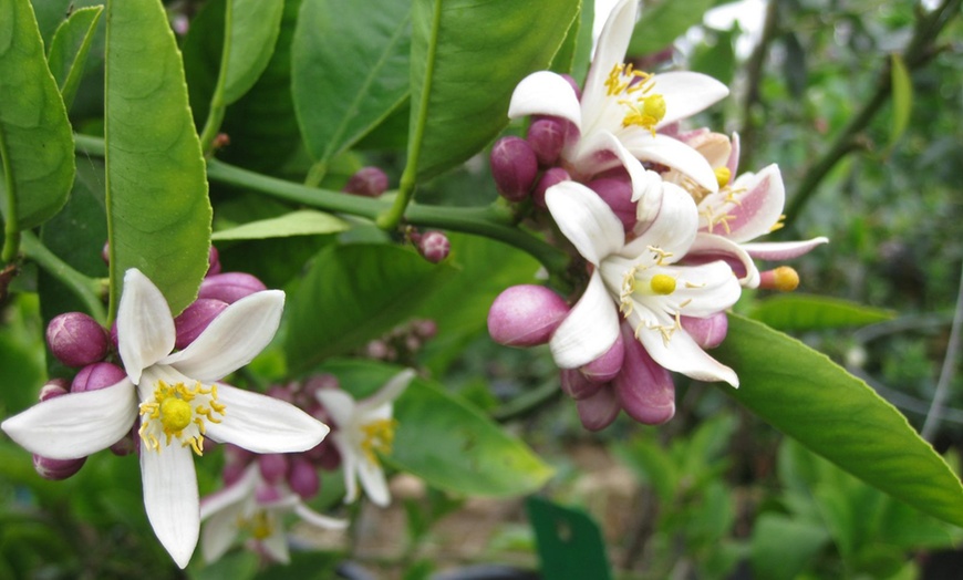 Image 3: Zitrusbaum für den Garten