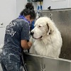 Image 3: Nail Clip to Full Pet Hygiene & Blow-Dry Care