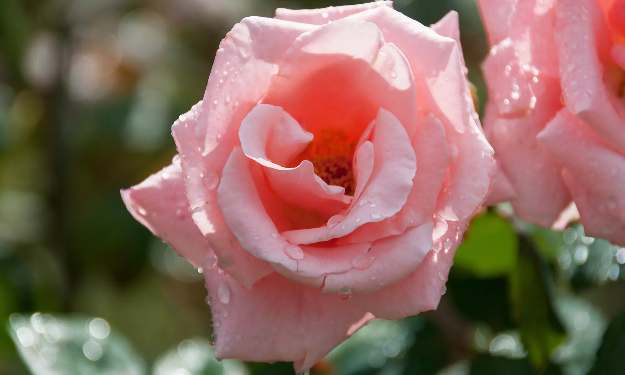 3er- oder 6er-Set Rosen - Primary Image