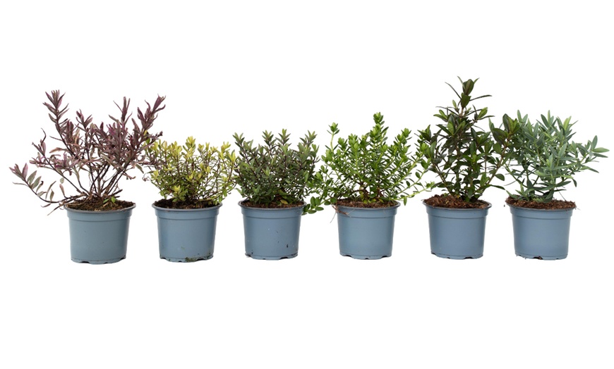 Image 8: Lot de 6 ou 12 arbustes Hebe Veronica Rootz