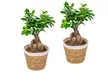 1x oder 2x Bonsai Ficus Ginseng optional mit Pflanztopf - Second Medium