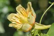 Liriodendron 'Tulip Tree' - One or Two Potted Plants - Image 3