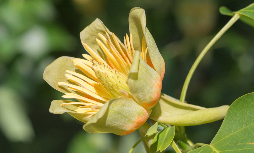 Image 3: Liriodendron 'Tulip Tree' - One or Two Potted Plants