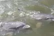 Hilton Head Island Tour w/ Insightful Stories from Captain, Dolphins & Other Wildlife in their Natural Habitat - Second Medium