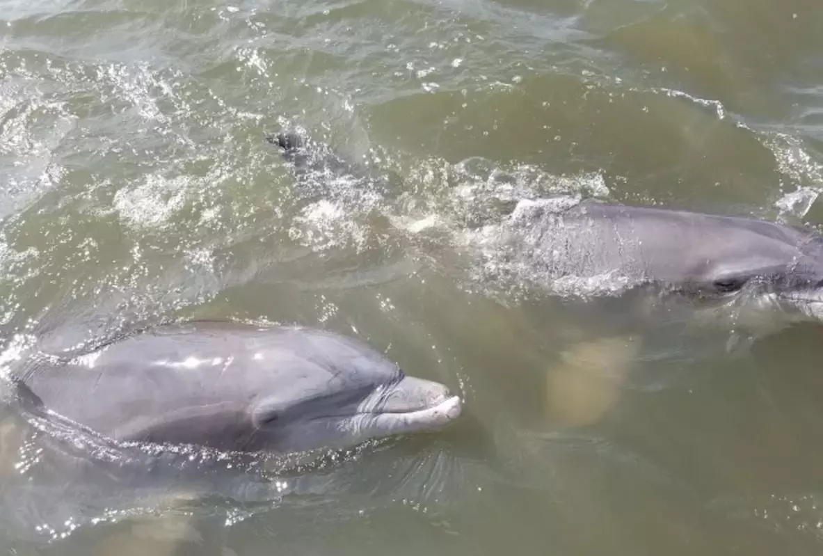 90-Minute Hilton Head Island Dolphin Tour for Adult, Child & Infant