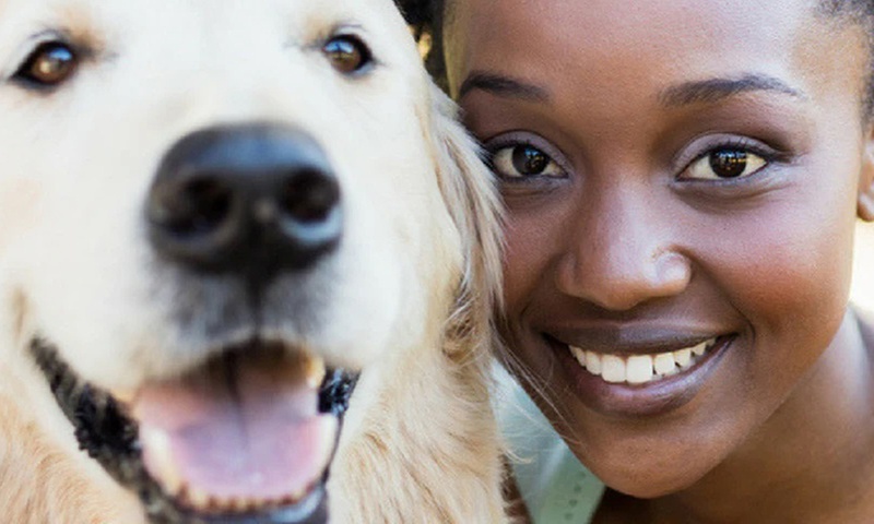 Formation garde animaux de compagnie avec International Open Academy
