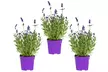 3 of 6 winterharde Lavendel Ardéche planten - Image 6