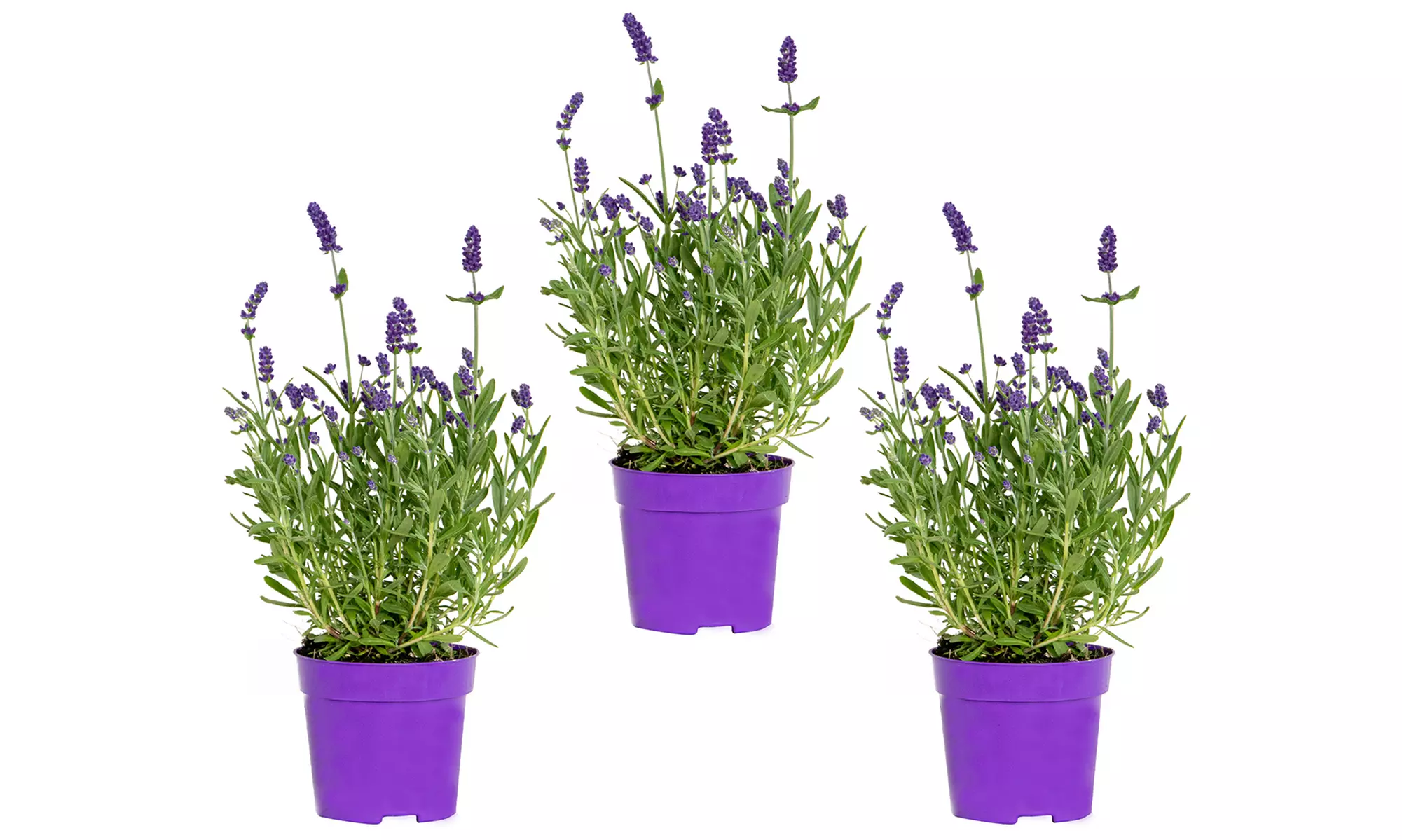 3 of 6 Lavendel Ardéche planten