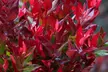 One or Two XL Leucothoe ‘Little Flames’ Shrubs - Image 3