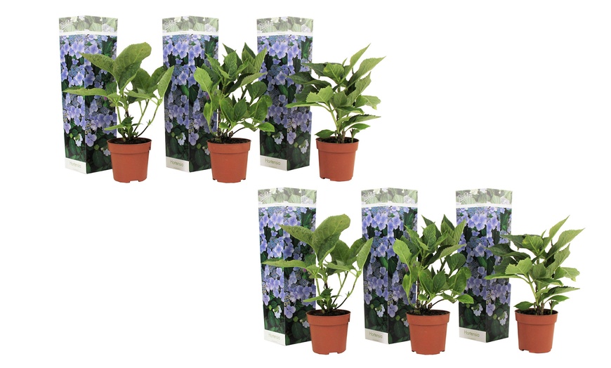 Image 9: Lot de 3 ou 6 hortensias Teller