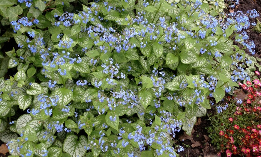 Image 4: Brunnera Groundcover Collection – 3 or 6 Potted Plants