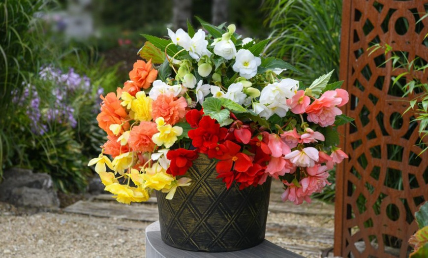 Image 9: Begonia Nonstop Joy Peaches or Sun Dancer Mixed Plug Plant Collections