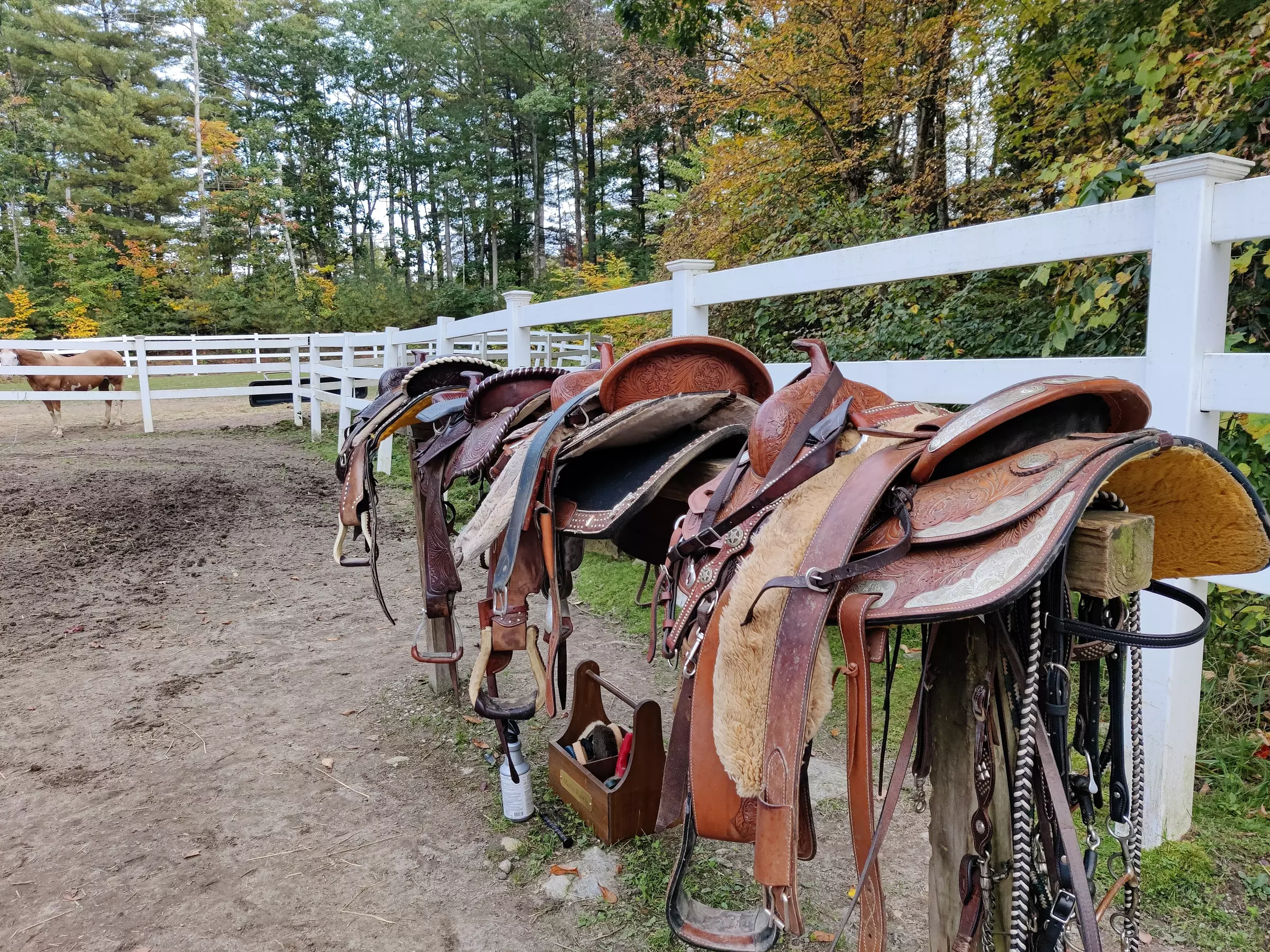 Private Half- or Full-Day Horseback Riding for Up to 2, 3, or 4 at Martin Family Ranch (Up to 35% Off) - Primary Image