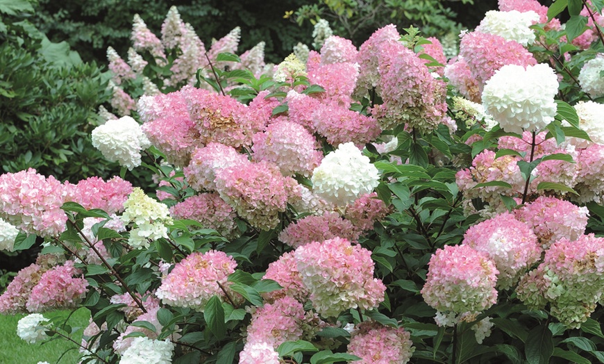 Image 1: Hydrangea paniculata Vanilla Fraise - One, Two or Three Plants