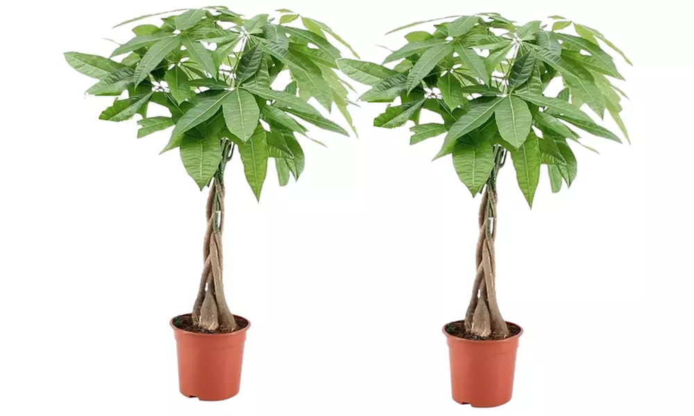 2er-Set Glückskastanie "Pachira Aquatica"