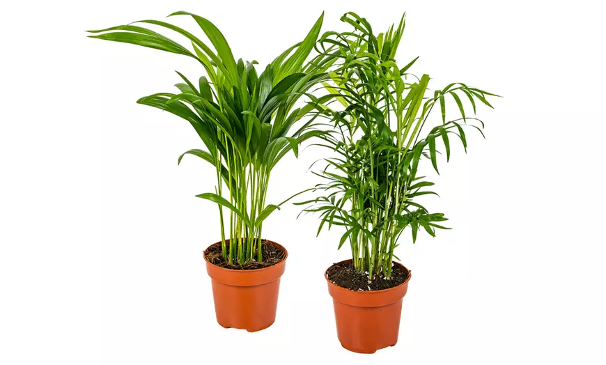 Image 2: Gouden fruitpalm en Mexicaanse dwergpalm