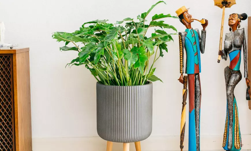 Image 1: Philodendron Xanadu Large kamerplant