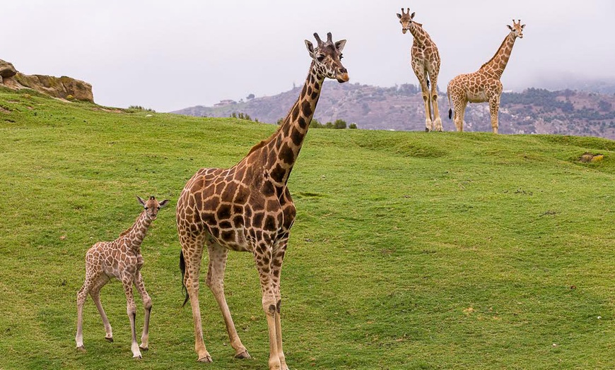 Zoo Safari-Park Admission - San Diego Zoo Safari Park | Groupon