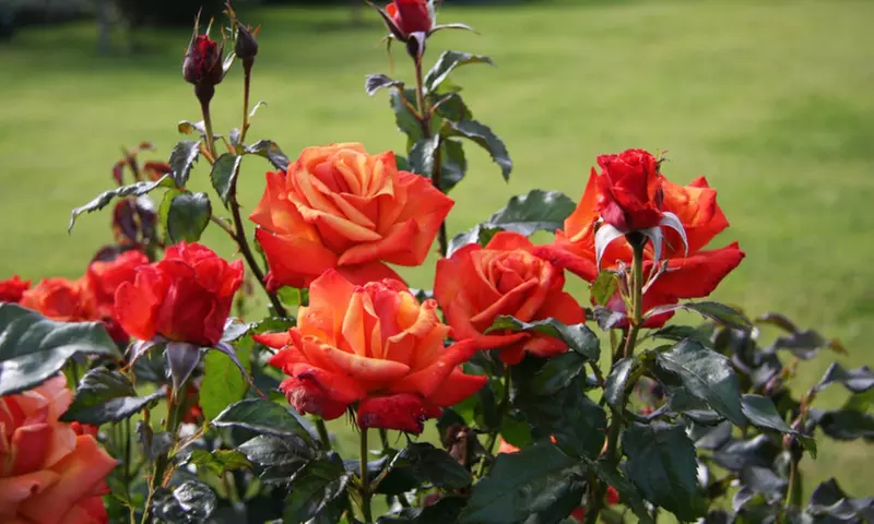 Up to 27% Off Botanical Garden at Stoberry House And Gardens