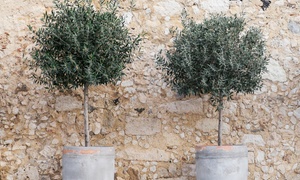 Olive Tree