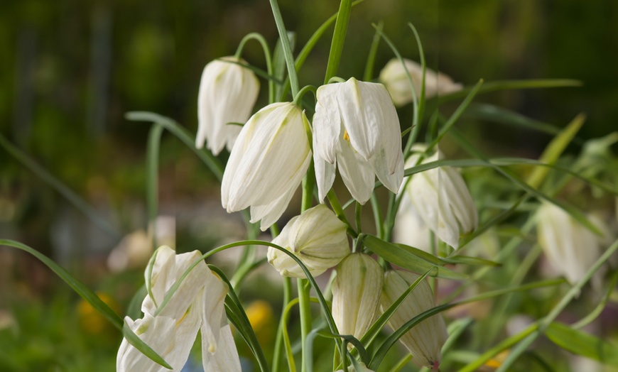 Image 6: Mix de bulbos de Fritillaria Meleagris