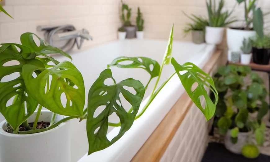 Image 2: Monstera ‘Monkey Mask’ Plants