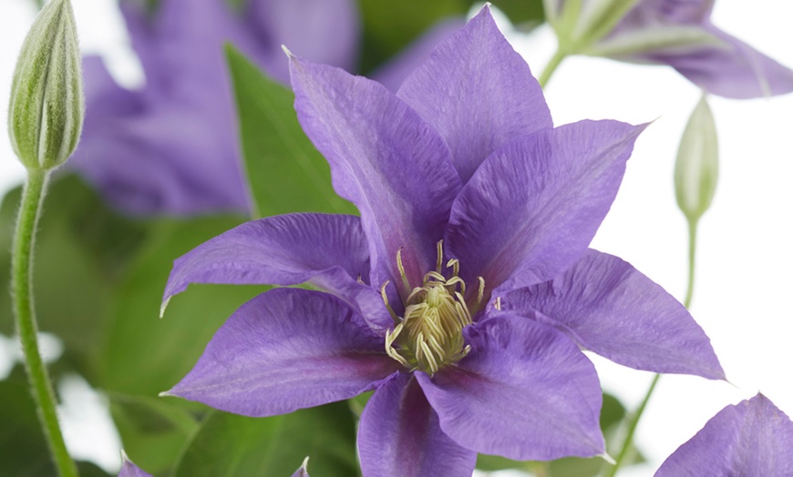 Image 1: Boulevard Patio Clematis