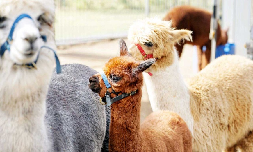 Image 3: Therapeutic Alpaca Visits and Family-Friendly Fun at Mountview Farm