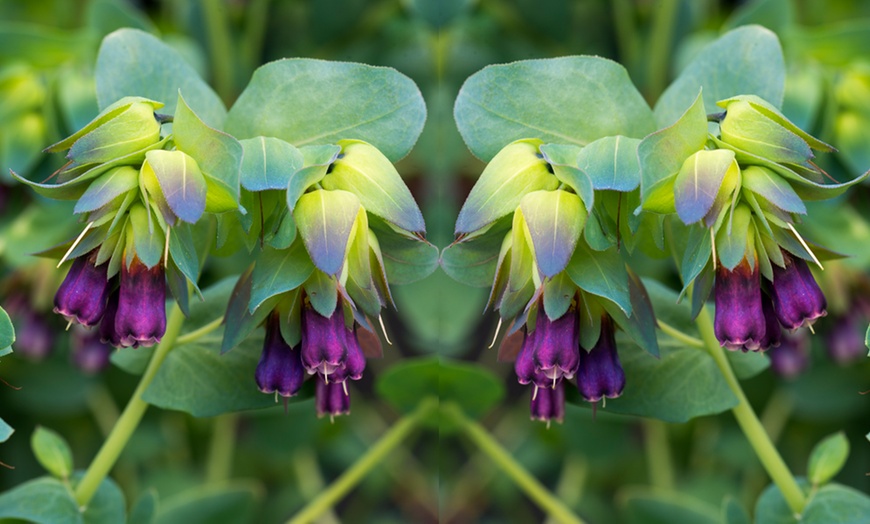 Image 2: Six Plug Plants of Cerinthe Major Purpurescens