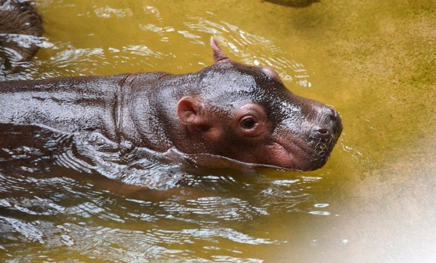 Image 9: Bilet do wrocławskiego ZOO wraz z Afrykarium 